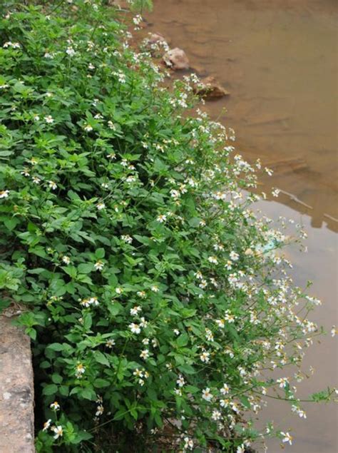 會開白花的樹|植物課堂 